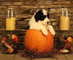 Small Photo #20 Old English Sheepdog Puppy For Sale in STANLEY, VA, USA