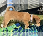 Puppy Princess Beagle-Shiba Inu Mix