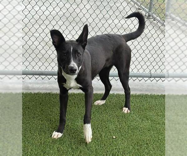 Medium Photo #1 Labrador Retriever-Unknown Mix Puppy For Sale in Baytown, TX, USA