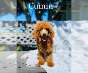 Poodle (Miniature) Puppy for sale in ALGOOD, TN, USA