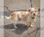 Small #2 Shih Tzu Mix