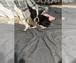 Small Photo #1 Boston Terrier Puppy For Sale in SPRINGFIELD, IL, USA
