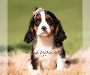 Medium Cavalier King Charles Spaniel