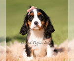 Puppy Indie AKC Cavalier King Charles Spaniel