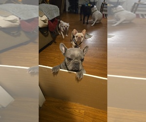 Mother of the French Bulldog puppies born on 04/10/2026