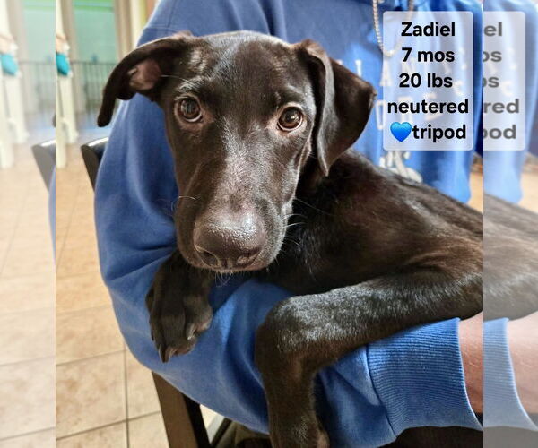 Medium Photo #2 Labrador Retriever-Unknown Mix Puppy For Sale in Virginia Beach, VA, USA