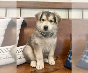 Tess - Female Mutt Dog for Adoption - Photo #3