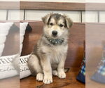Small Photo #3 Mutt Puppy For Sale in Webster, WI, USA
