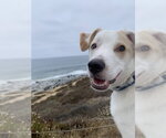 Jasper - Male Mutt Dog for Adoption - Small photo