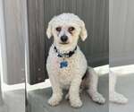Small #5 Bichon Frise Mix