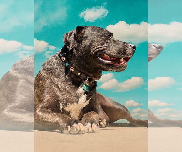 Medium Photo #2 Labrador Retriever-Plott Hound Mix Puppy For Sale in Houston, TX, USA