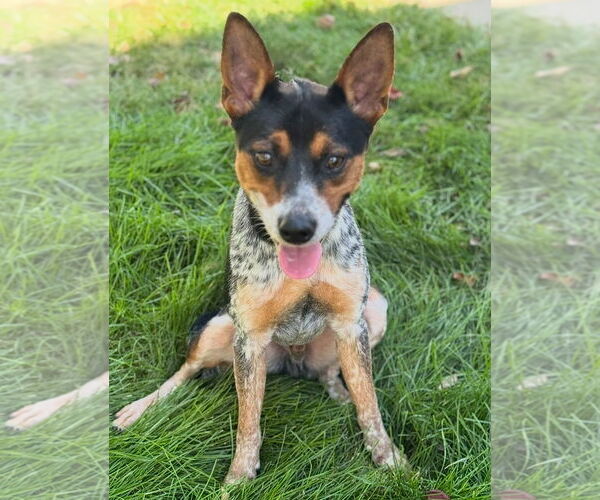 Medium Photo #4 Mutt Puppy For Sale in Omaha, NE, USA