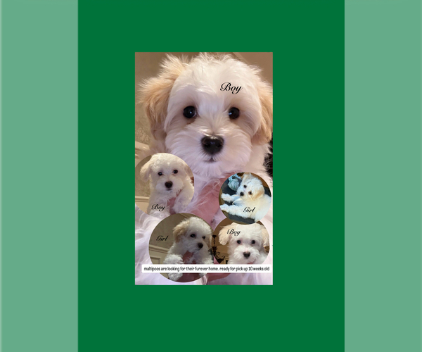 Medium Photo #1 Maltipoo (Miniature) Puppy For Sale in LEMONT, IL, USA