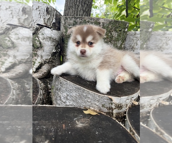 Medium Photo #4 Pomsky Puppy For Sale in STAPLES, MN, USA