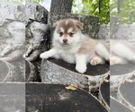 Chili - Male Pomsky Puppy for Sale - Photo #4