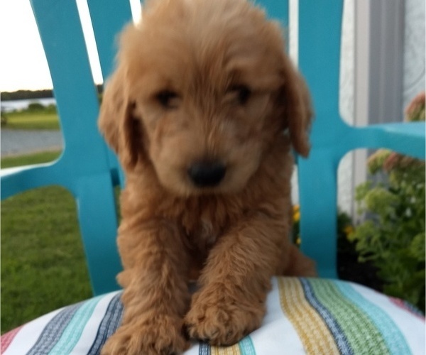 Medium Photo #6 Labradoodle Puppy For Sale in STOCKTON, MD, USA