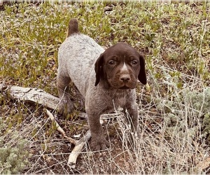 German Shorthaired Pointer Puppy for sale in WOODLAND PARK, CO, USA