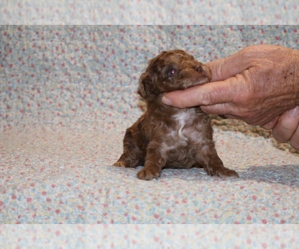 Medium Photo #9 Poodle (Toy) Puppy For Sale in DYERSBURG, TN, USA