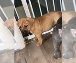Small Photo #2 Cane Corso Puppy For Sale in THURMONT, MD, USA