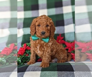 Goldendoodle (Miniature) Puppy for sale in CHRISTIANA, PA, USA