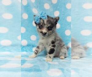 Pomsky Puppy for sale in LANCASTER, PA, USA
