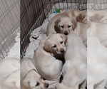 Small Labrador Retriever