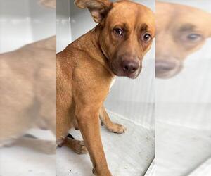 American Pit Bull Terrier-Unknown Mix Dogs for adoption in Houston, TX, USA