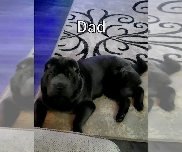Medium Photo #1 Chinese Shar-Pei-German Shepherd Dog Mix Puppy For Sale in BLOSSVALE, NY, USA