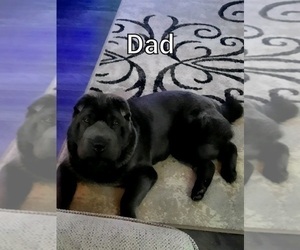 Father of the Chinese Shar-Pei-German Shepherd Dog Mix puppies born on 07/25/2022