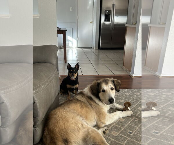 Medium Photo #4 Great Pyrenees-Unknown Mix Puppy For Sale in Fort Worth, TX, USA