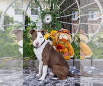 Small #4 American Pit Bull Terrier-Pointer Mix