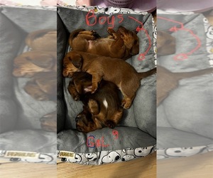 Dachshund Puppy for sale in SPARTA, MO, USA