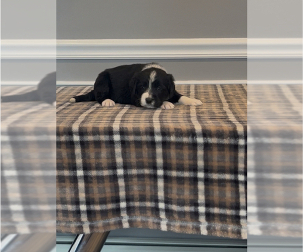 Medium Photo #28 Bernedoodle-Labradoodle Mix Puppy For Sale in MILFORD, NJ, USA