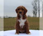 Small Photo #2 Irish Doodle Puppy For Sale in GREENCASTLE, PA, USA