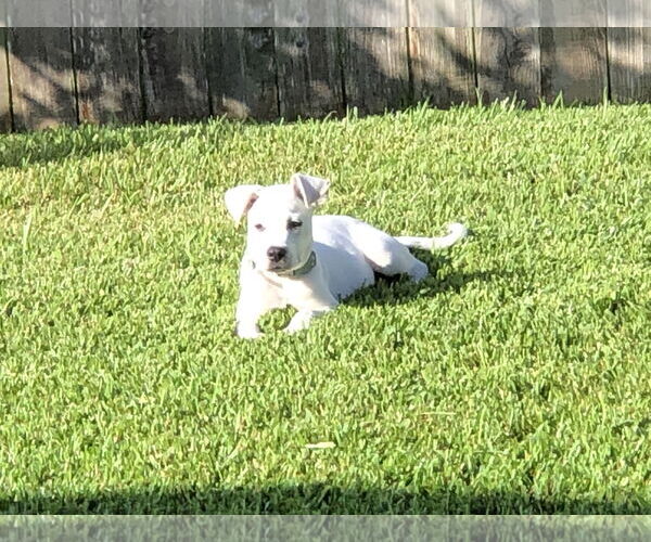 Medium Photo #3 Anatolian Shepherd-Catahoula Leopard Dog Mix Puppy For Sale in The Woodlands, TX, USA