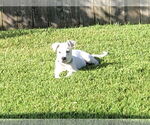 Small #2 Anatolian Shepherd-Catahoula Leopard Dog Mix