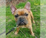 Small Photo #7 French Bulldog Puppy For Sale in OTTAWA LAKE, MI, USA