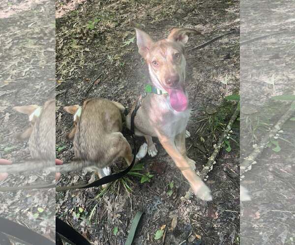 Medium Photo #2 Mutt Puppy For Sale in Greenville, SC, USA