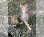 Small #1 Mutt