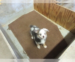 Australian Shepherd Puppy for Sale in AUBURN, Indiana USA