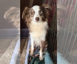 Small Photo #1 Miniature Australian Shepherd Puppy For Sale in BROOKER, FL, USA