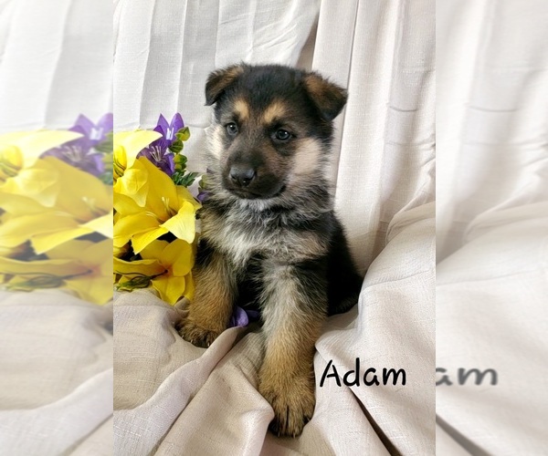 Medium Photo #1 German Shepherd Dog Puppy For Sale in COLBY, WI, USA
