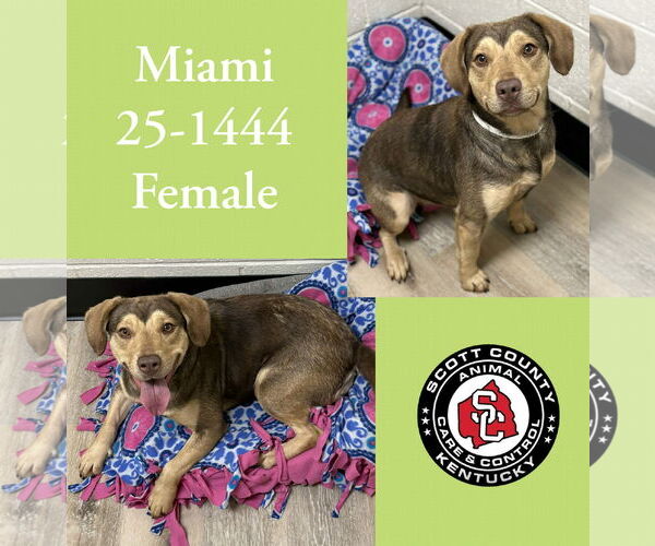 Medium Photo #1 Mutt Puppy For Sale in Georgetown, KY, USA