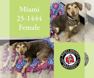 Mutt Dogs for adoption in Georgetown, KY, USA