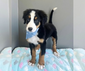 Bernese Mountain Dog Puppy for sale in VALPARAISO, IN, USA