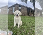 Puppy Journey Golden Retriever