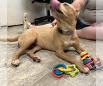 Small Photo #5 Miniature Pinscher-Unknown Mix Puppy For Sale in Rustburg, VA, USA