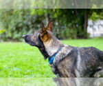 Small #10 German Shepherd Dog