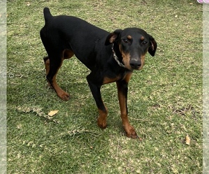 Doberman Pinscher Puppy for sale in BALDWIN PARK, CA, USA