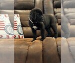 Small Photo #34 Cane Corso Puppy For Sale in REEVESVILLE, SC, USA